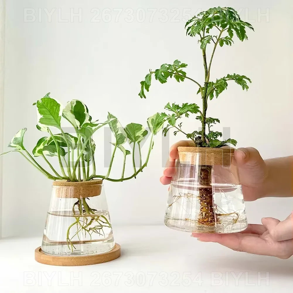 Vases en Verre pour Plantes Hydroponiques – Petits Pots avec Plateau pour Décoration Intérieure et Jardin
