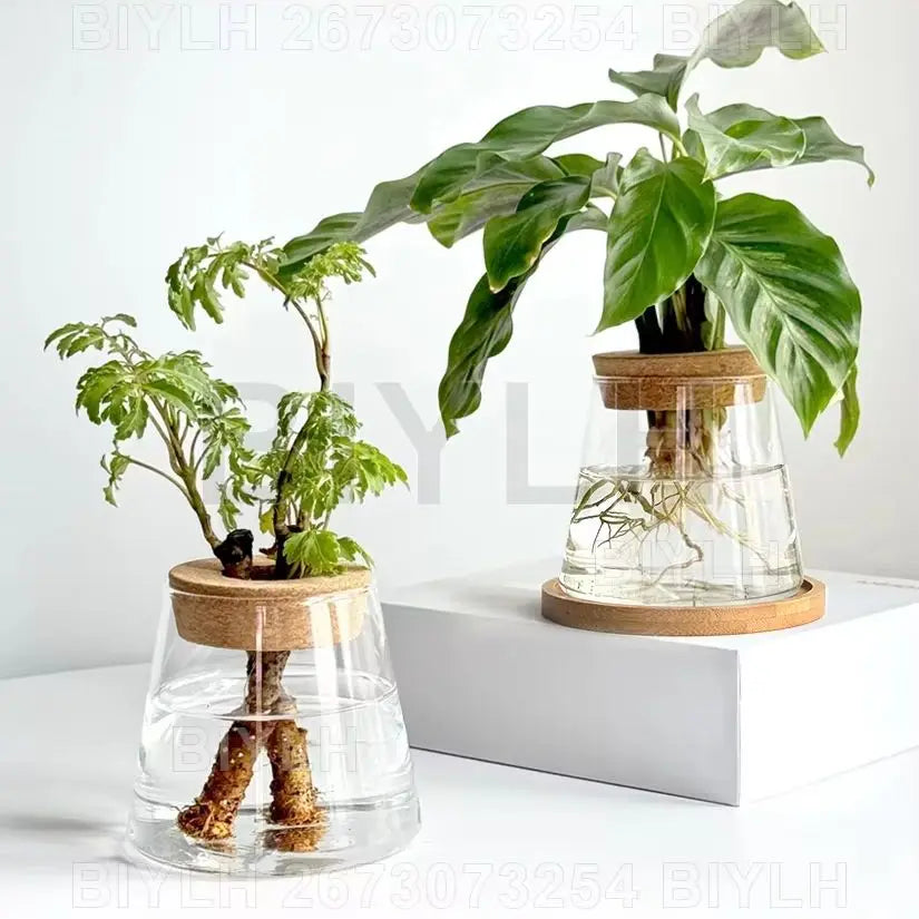 Vases en Verre pour Plantes Hydroponiques – Petits Pots avec Plateau pour Décoration Intérieure et Jardin