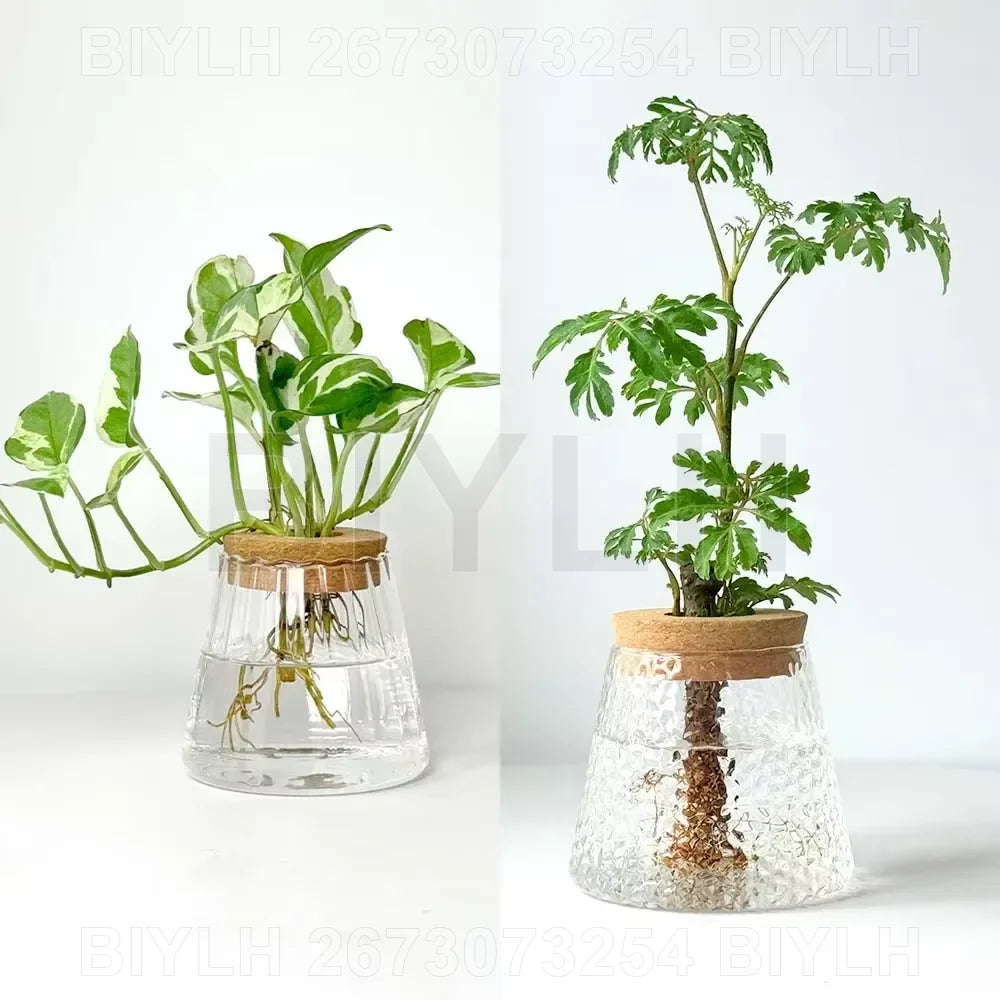 Vases en Verre pour Plantes Hydroponiques – Petits Pots avec Plateau pour Décoration Intérieure et Jardin